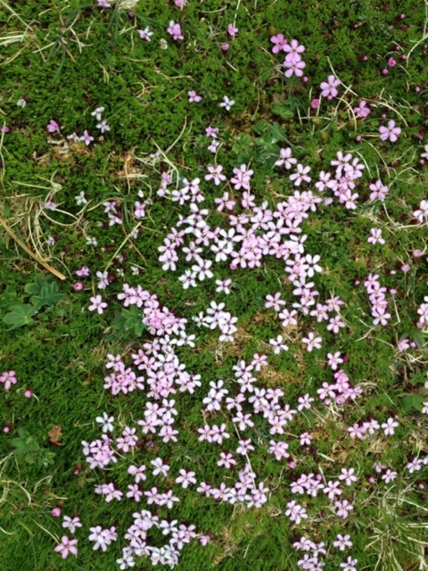 20120511-170445.jpg